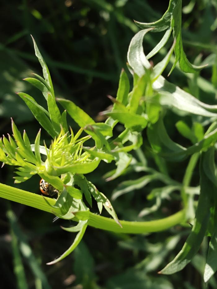 ladybug on plant