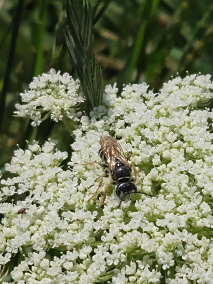 pollinator wasp