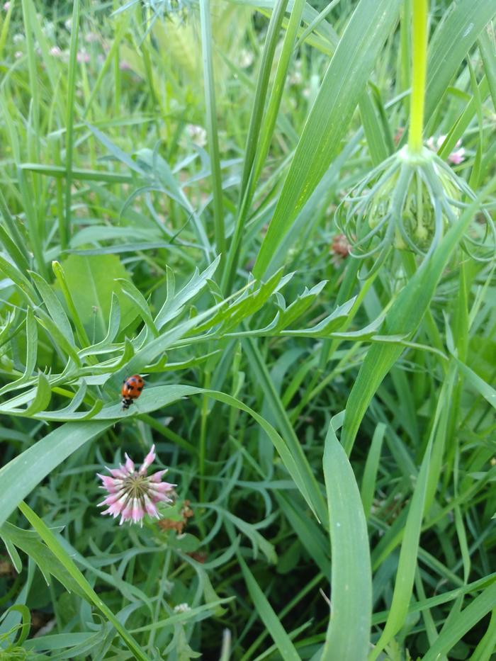 ladybug