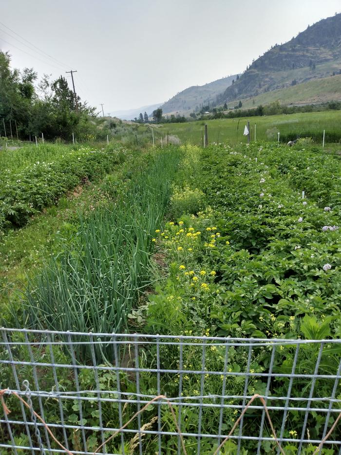 thriving garden rows