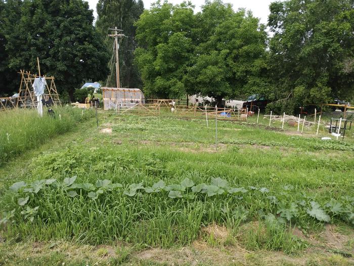 squash plants on grass