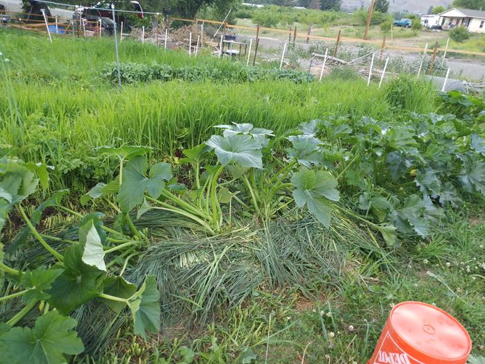 zuchinni plants mulched with chop and drop