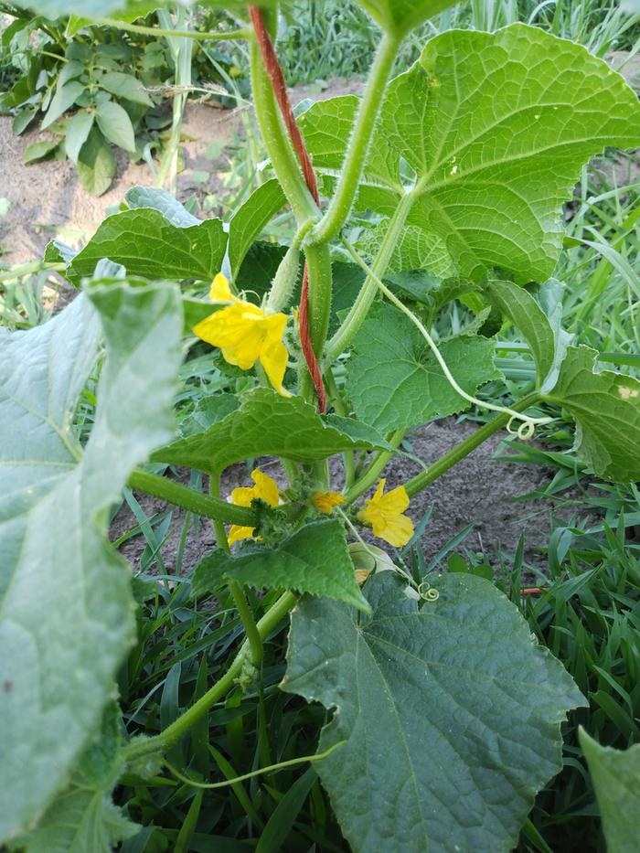 blooming cucumber plant