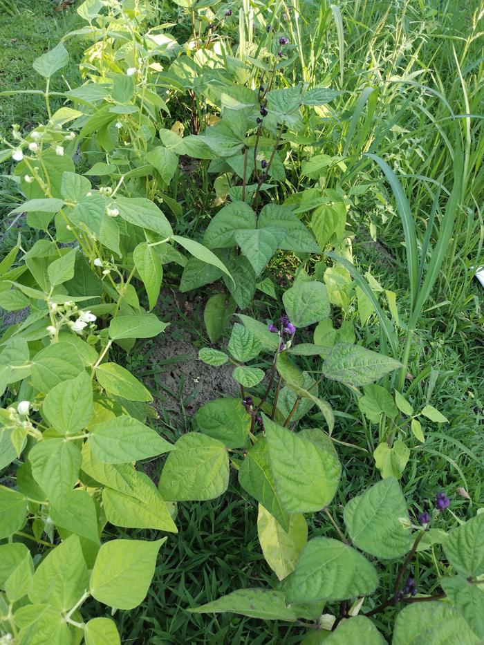 blooming bean plants