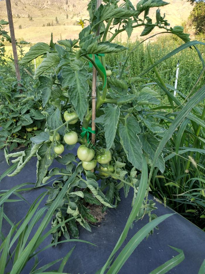 abundant green tomatoes on the vine