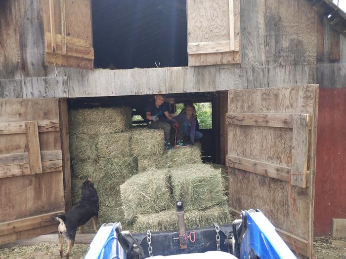 loading hay into the barn