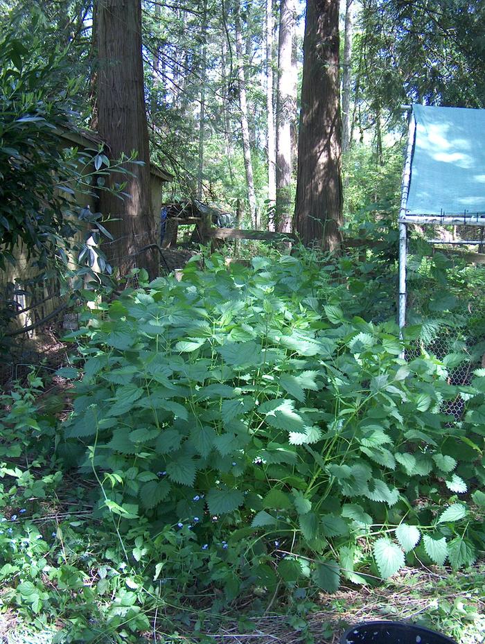 stinging nettle cake