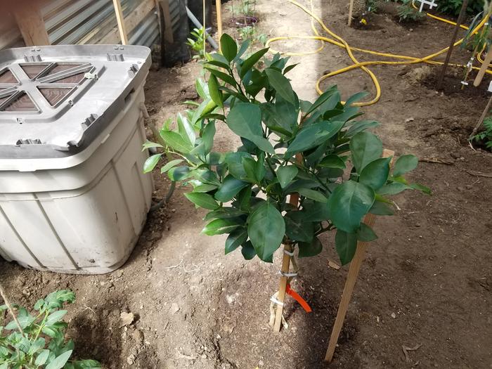 One of the oranges planted in the ground. Note the water/compost tea container to the left.