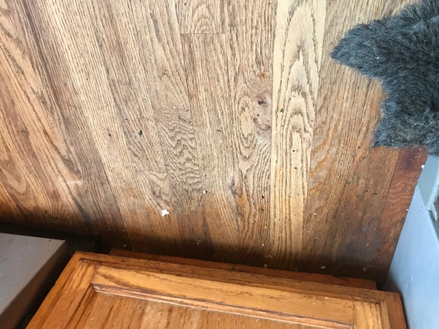 Close up near the dog toy to see the dirt that gets in corners