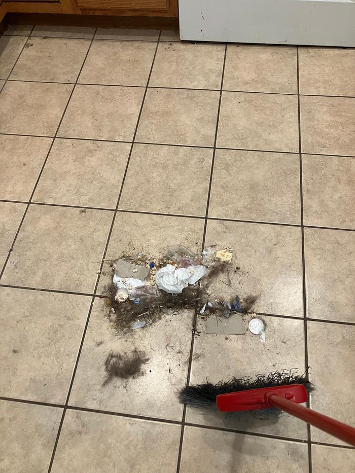 A lot of dog hair today. 