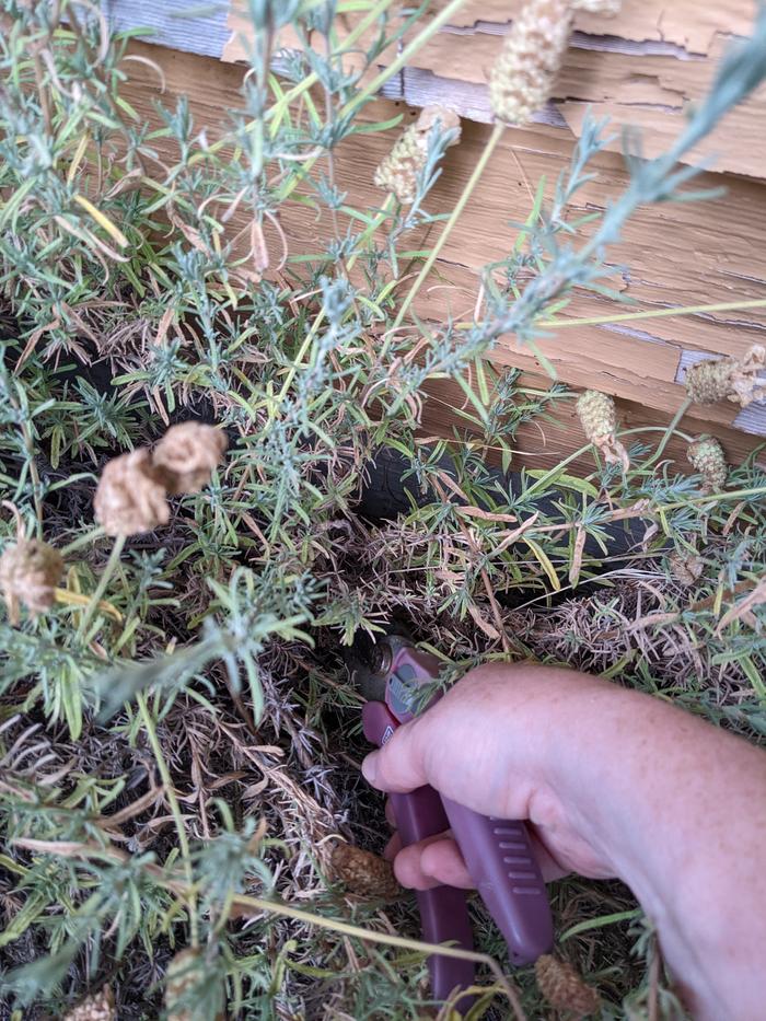 Lavender harvest 