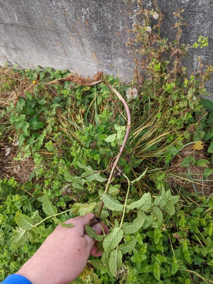 Mint harvest 