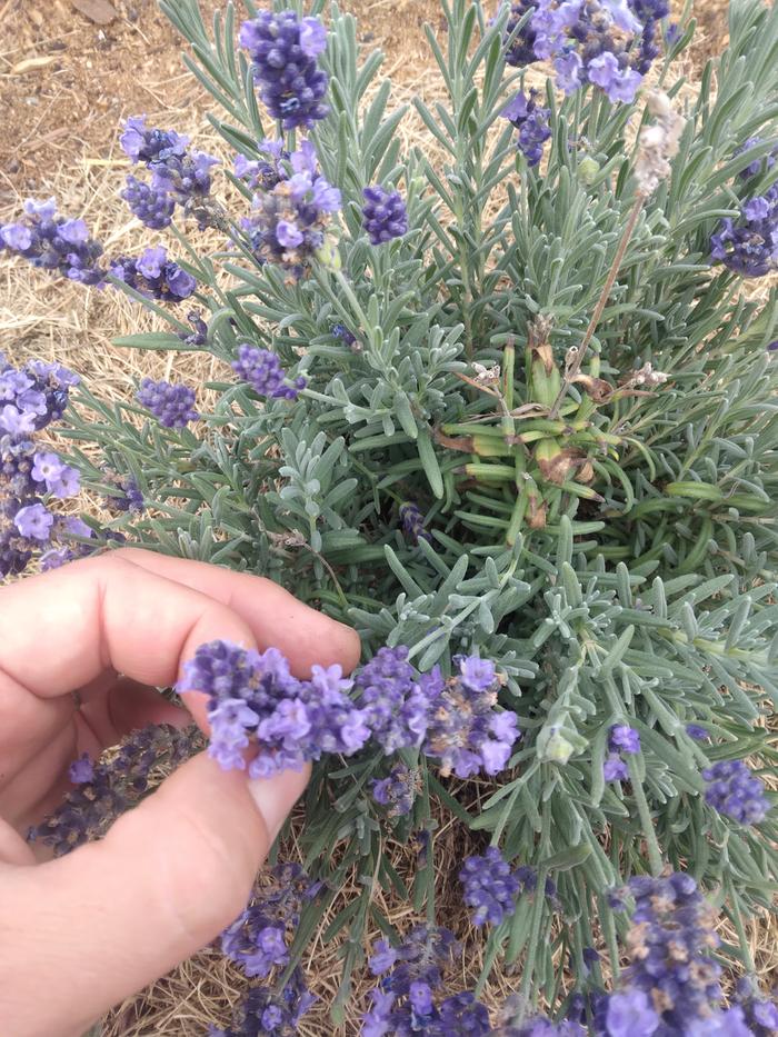 harvesting my lavender