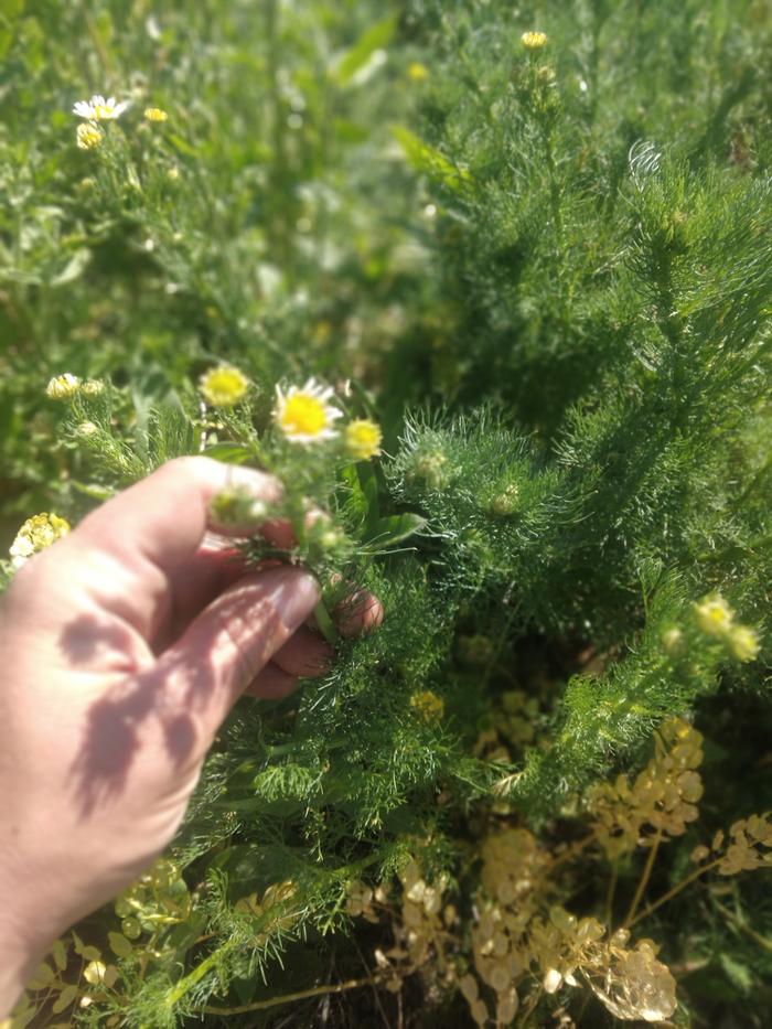 harvesting chamomile