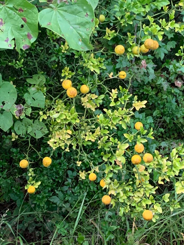 Trifoliate orange