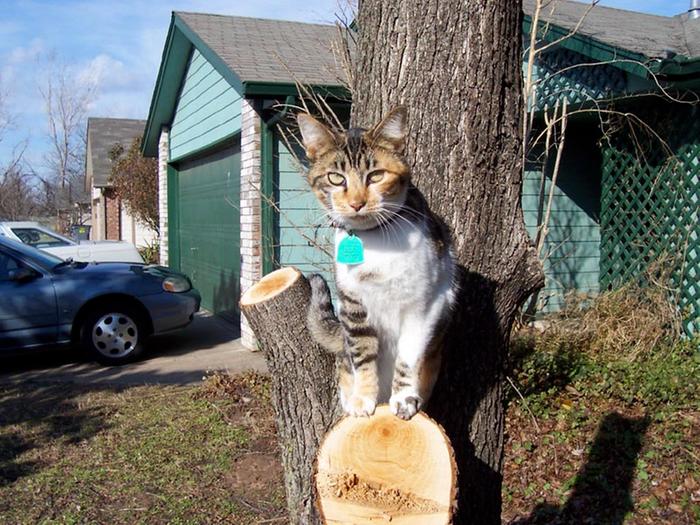 [Thumbnail for trixytreed.jpg]