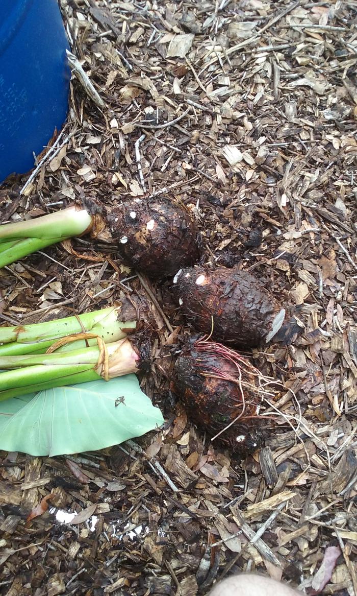 Korean Natural farming method yielded some large taro