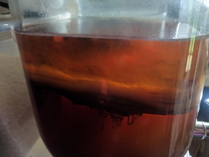 Kombucha scoby with new feed