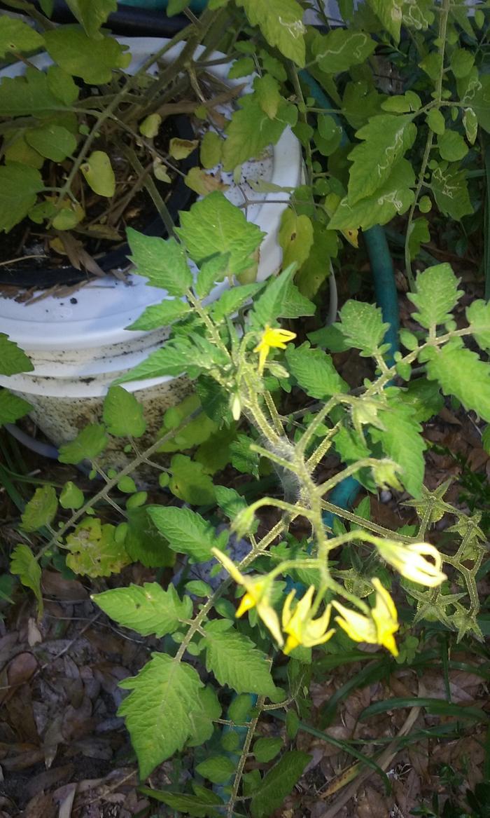 Kratky grown tomato epson salt comfrey wood chips