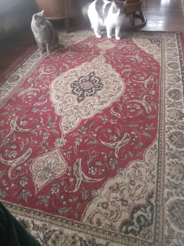 Nice clean rug ready to be covered in fresh fur and dust.