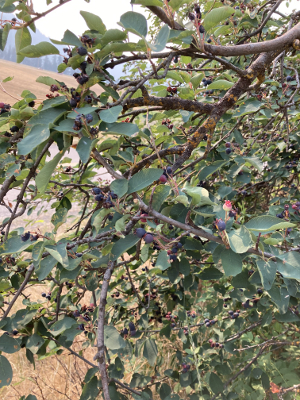 Serviceberry Bush