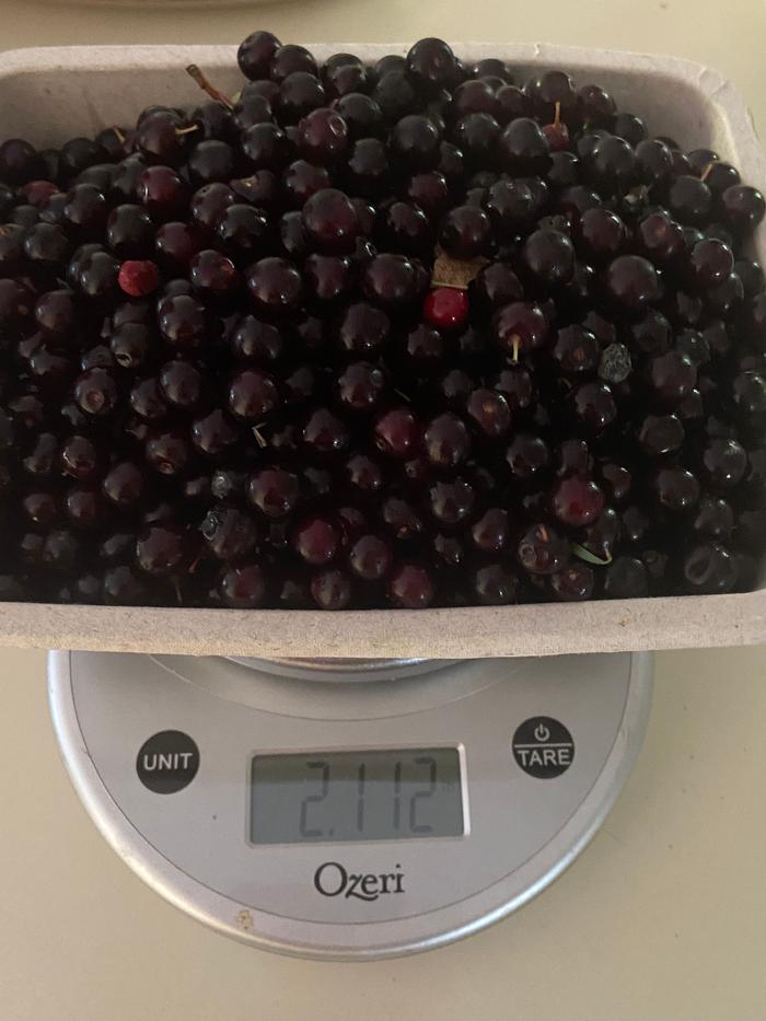 2+ lbs of chokecherries