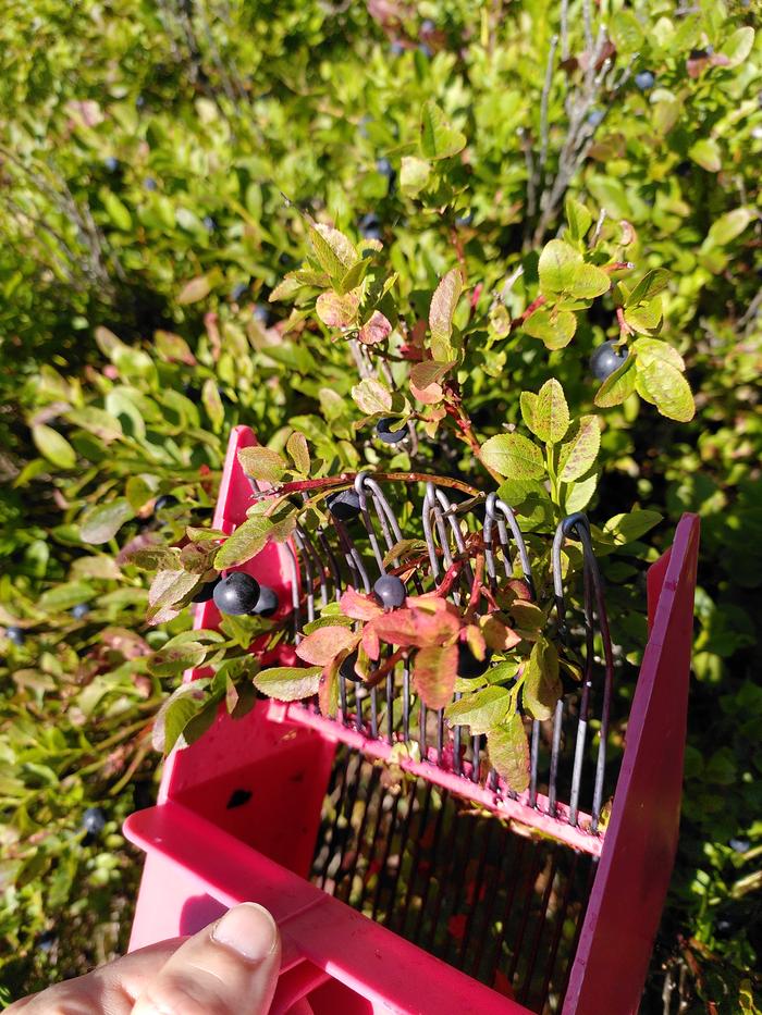 Harvested with blueberry picker, bit earlier in the season (first harvest trip) - leaves much greener. (Can be harvested by hand, but that takes much longer, and the berries leave blood red stains that stay on your hands for days.)