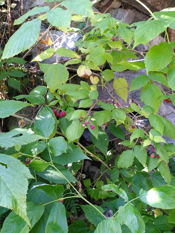 Raspberry plants