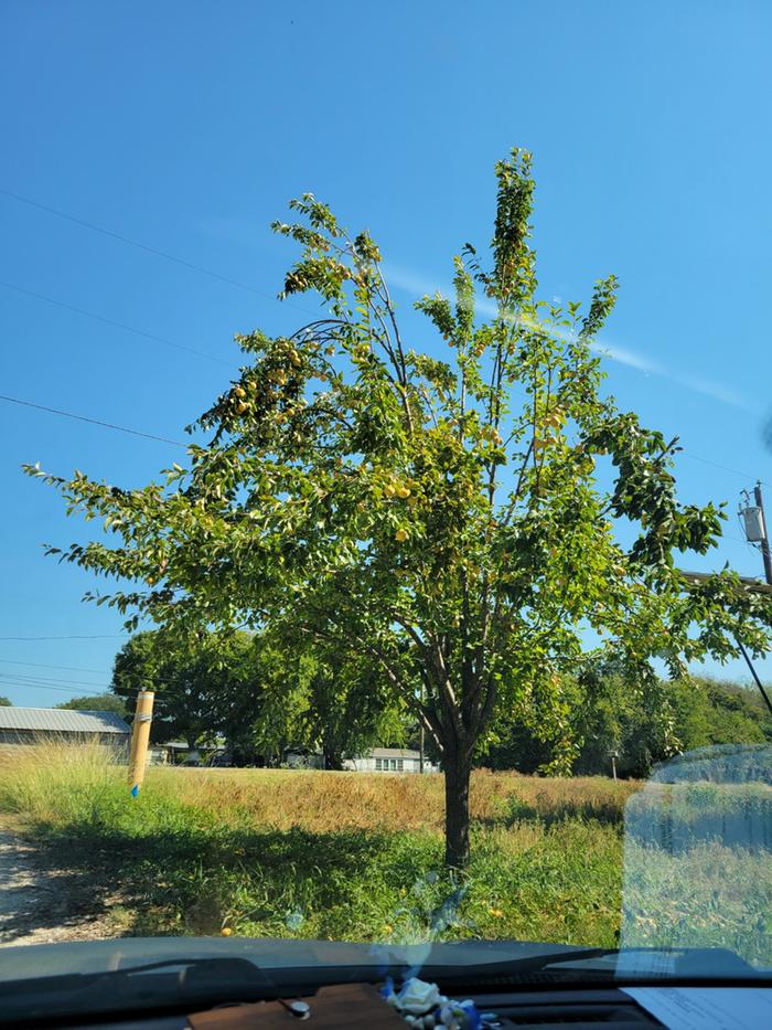 Pear tree near the road