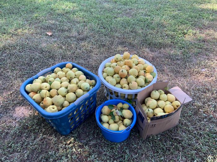 Pears! Canning BB is next! 