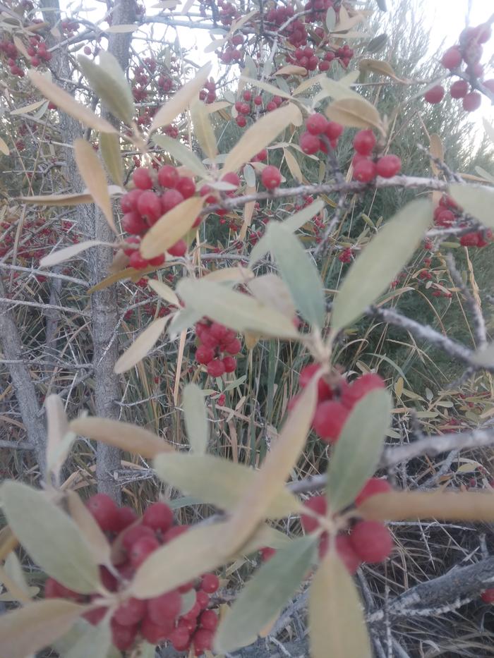 berries on the shrub