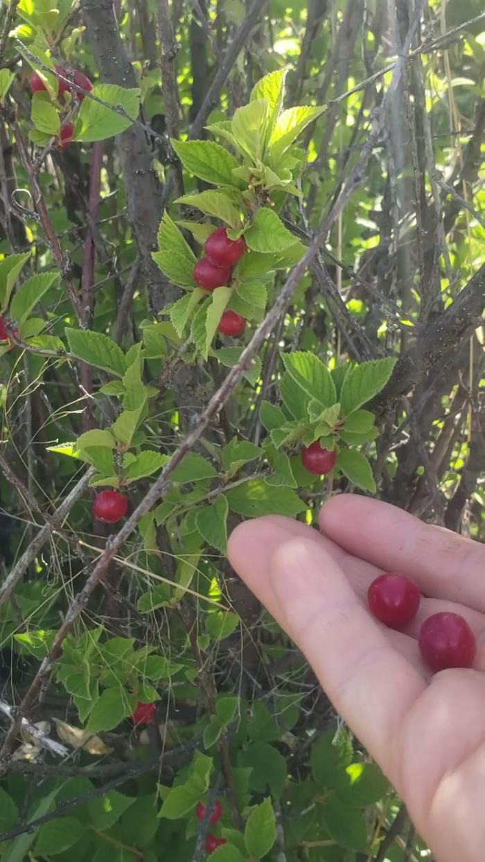 cherries on bush