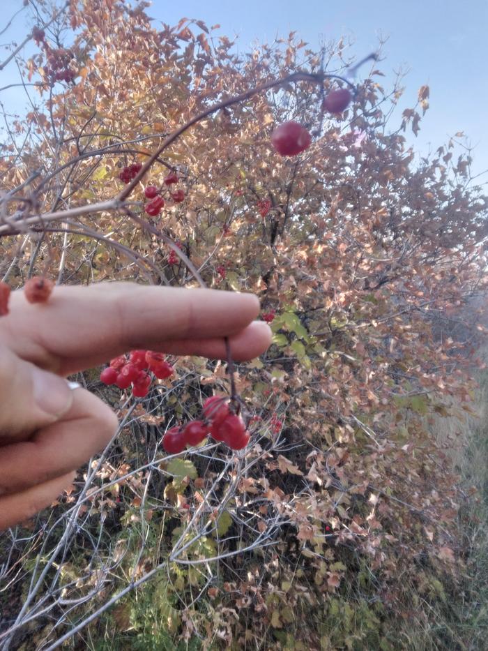 cranberries on the bush