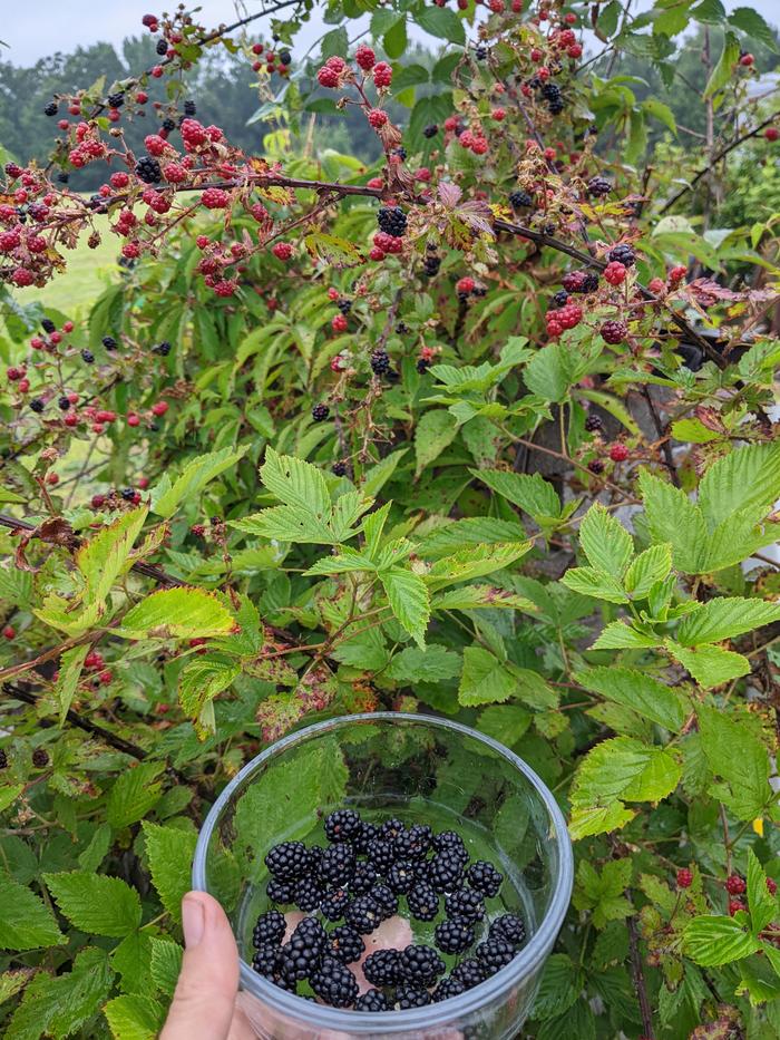 Foraging for blackberries