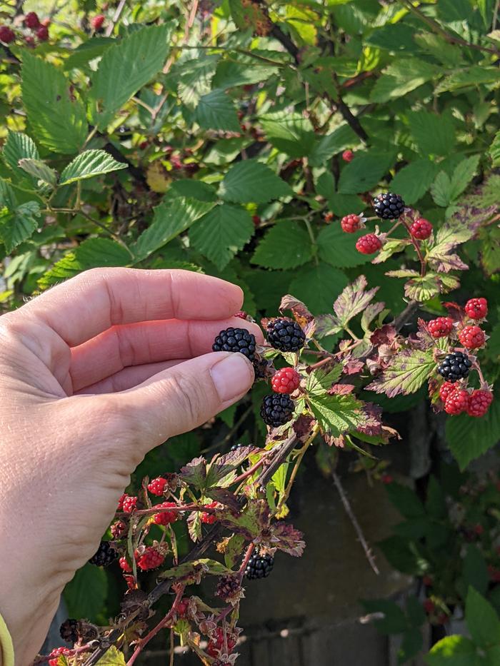 Picking a blackberry