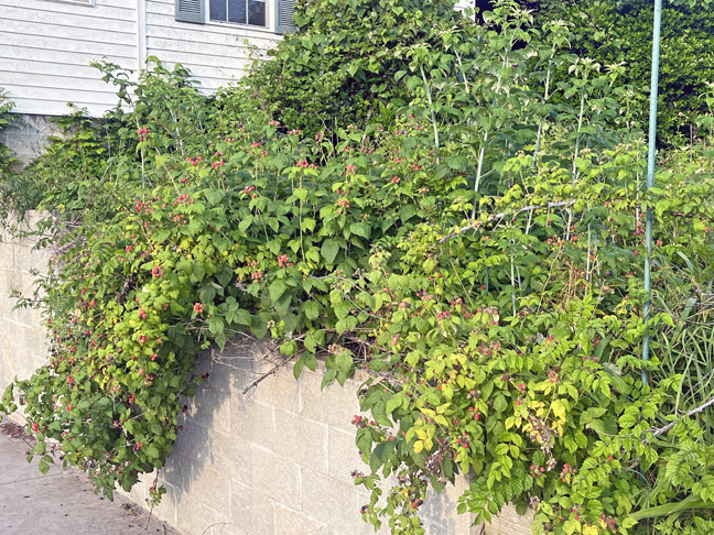 The source of most of the black raspberries. Don't need a safety rail if the retaining wall is guarded by brambles.