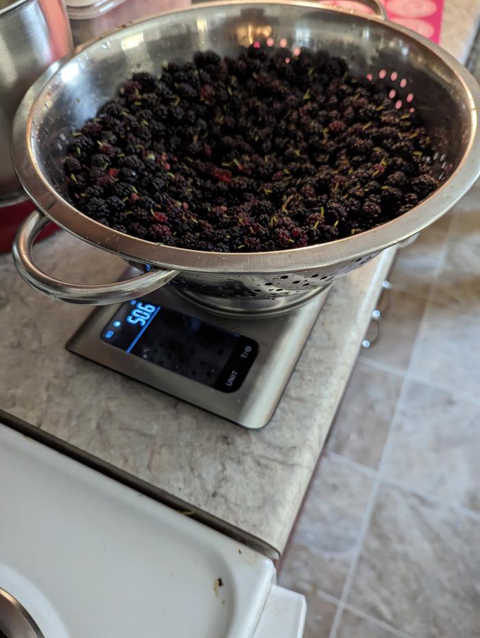 Mulberries weighed- 50.6oz