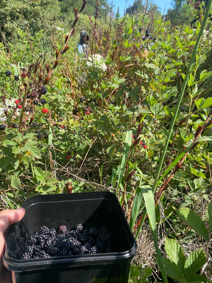 Deep in the blackberry patch growing in the ditch on the side of the road