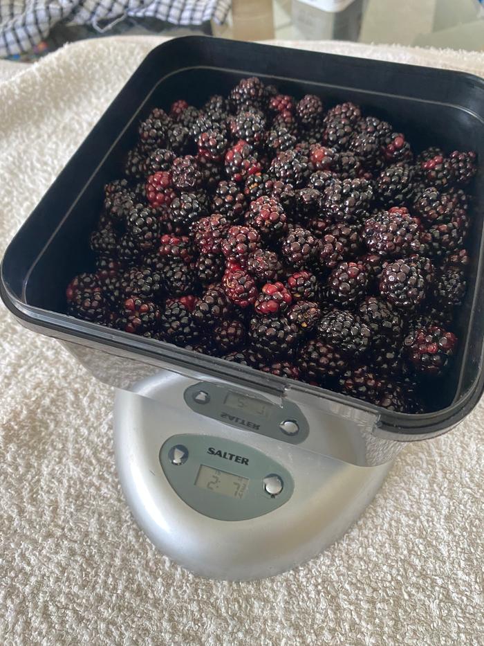 2lb 7 ounces of fresh blackberries washed and ready for processing