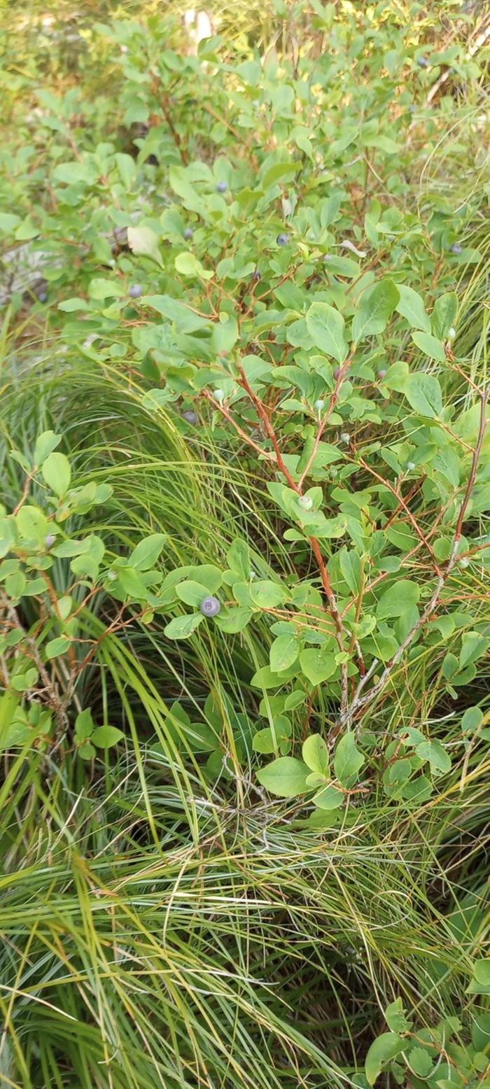 Lovely huckleberry bush