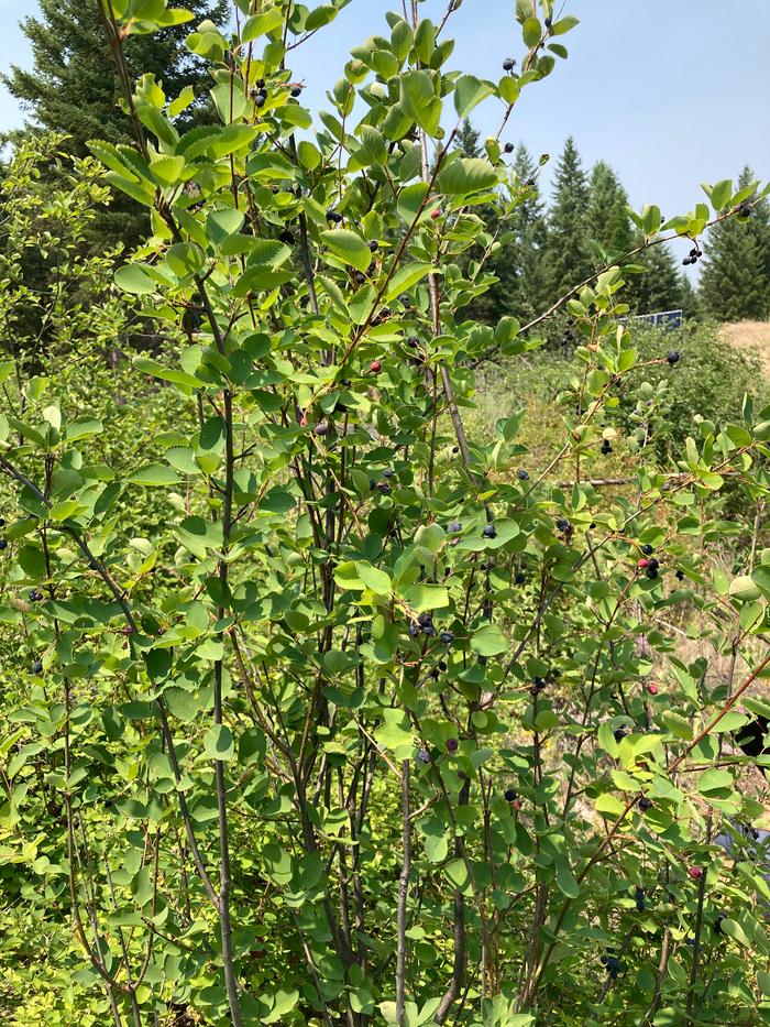 Serviceberry bush