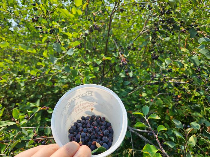 [Thumbnail for Serviceberry-Bush-of-Foraging.jpg]