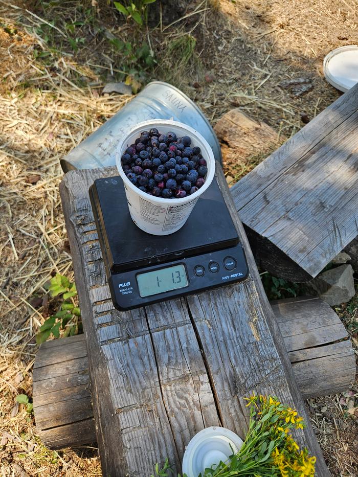 [Thumbnail for Final-Weight-of-serviceberries-showing-over-one-pound.jpg]