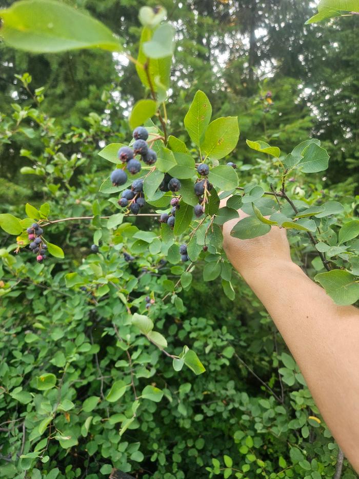 Berries on the bush