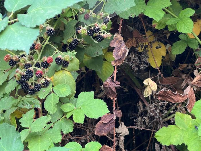 Evidence of unmanaged: note prior years berries on dead vines