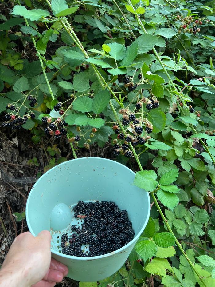 Harvesting (yes I was thigh deep in water to get these)