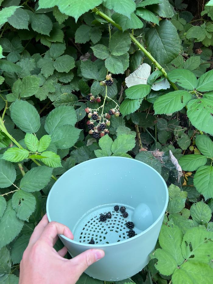 Harvesting blackberries 7/29