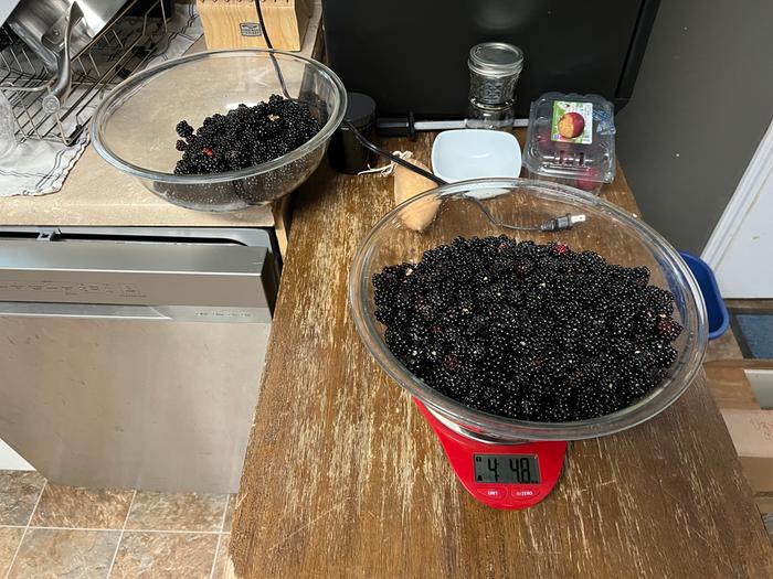 4 pounds of berries 7/29 (compliment to earlier post)