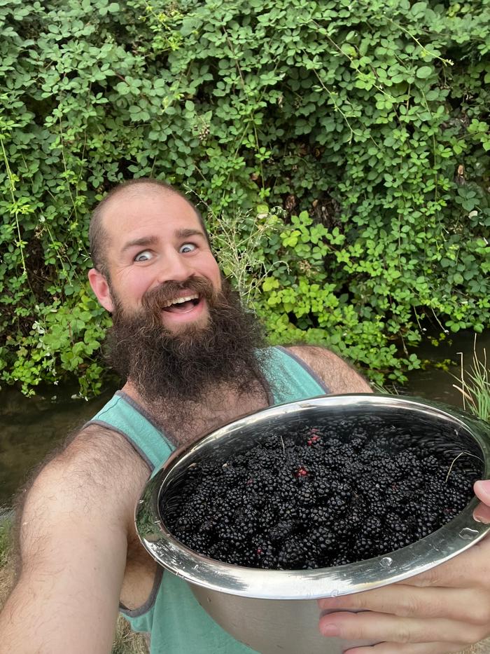 Harvesting blackberries 8/7 