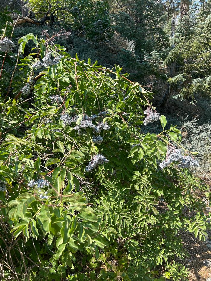 Elderberry bush